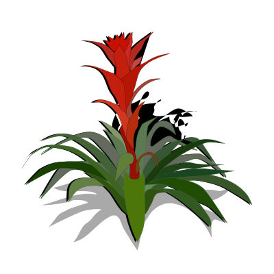 Bromelia-01a clipart