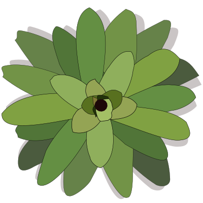 Bromelia-02 clipart