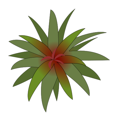 Bromelia-03 clipart