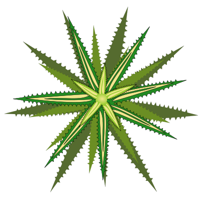 Bromelia-05 clipart