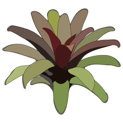Bromelia-07 clipart