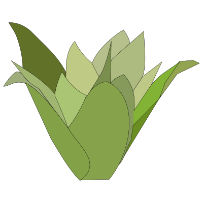 Bromelia-08 clipart