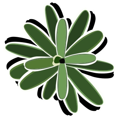 Bromelia-09 clipart