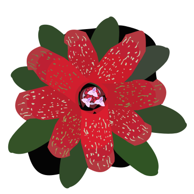 Bromelia-10 clipart