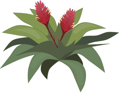 Bromelia clipart