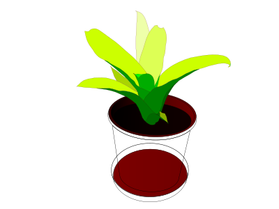 Bromeliad in a pot clipart
