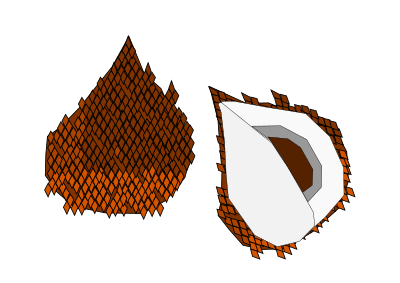 Buah Salak - Snake Fruit clipart