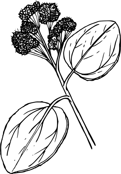 Buckbrush clipart