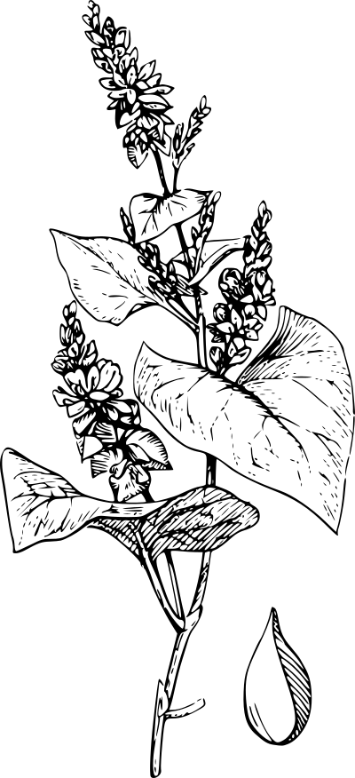 Buckwheat clipart