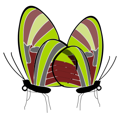 Butterflies clipart
