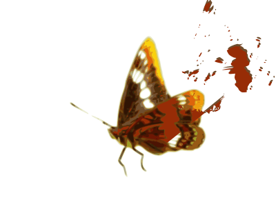Butterfly clipart