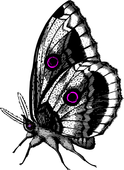 Butterfly 18 (colour 2) clipart