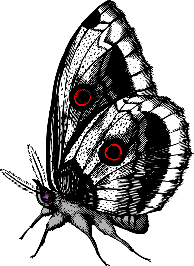 Butterfly 18 (colour) clipart