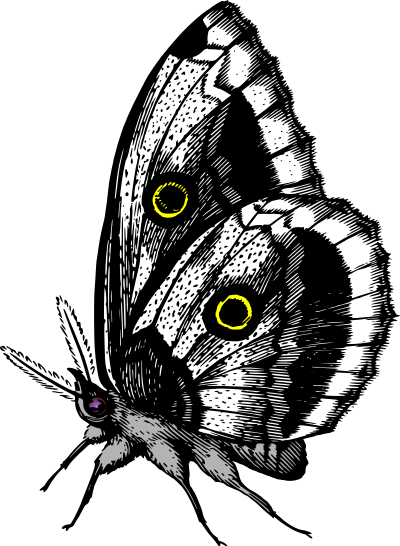 Butterfly 18 (colour3) clipart