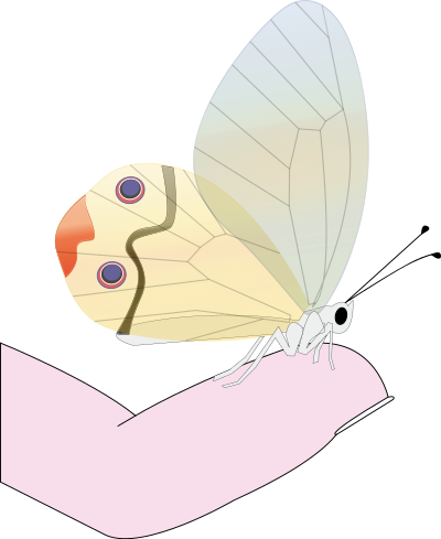 Butterfly clipart