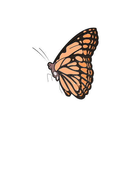 Butterfly clipart