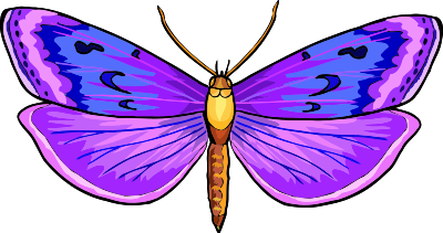 Butterfly 24 clipart
