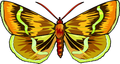 Butterfly 25 clipart