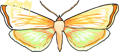 Butterfly 26 clipart