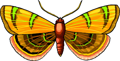 Butterfly 27 clipart