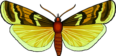 Butterfly 28 clipart
