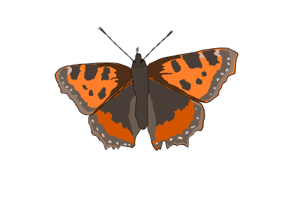 Butterfly clipart