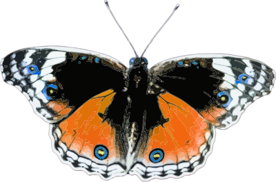 Butterfly 3 clipart