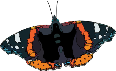 Butterfly clipart