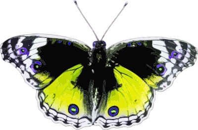 Butterfly 4 clipart