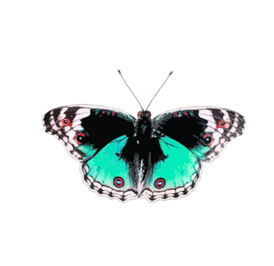 Butterfly 5 clipart