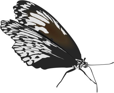Butterfly clipart