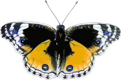 Butterfly 7 clipart
