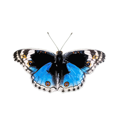 Butterfly 8 clipart
