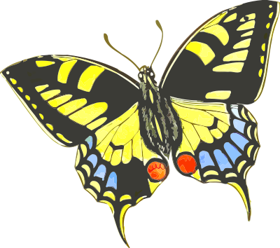 Butterfly 9 clipart