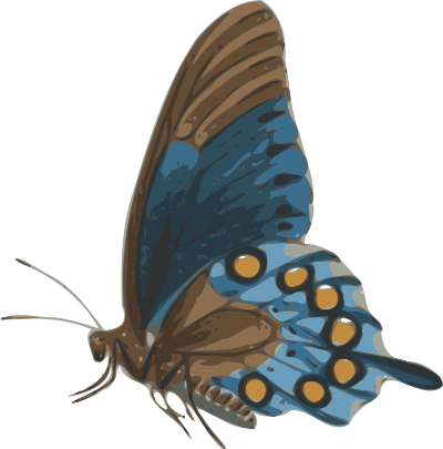 Butterfly (papilio philenor) - side clipart
