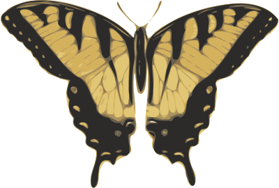 Butterfly (papilio turnus) top view clipart