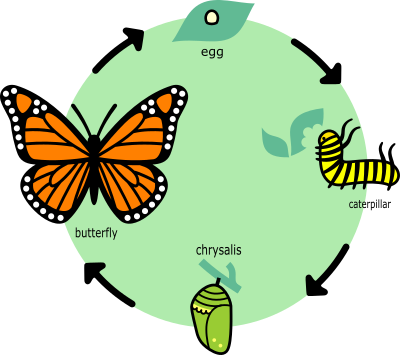 Butterfly's Life Cycle - English clipart