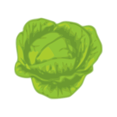 Cabbage clipart