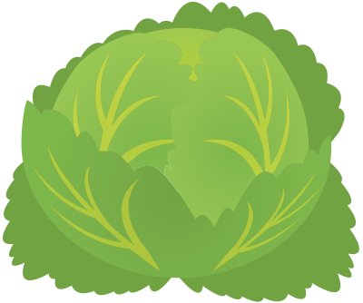 Cabbage clipart