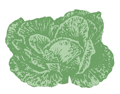 Cabbage clipart
