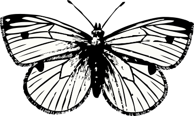 Cabbage moth clipart