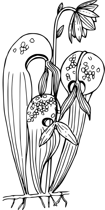 California pitcher plant clipart