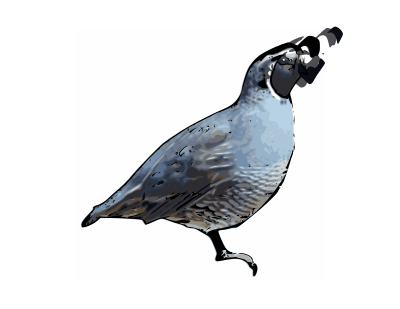 California Quail clipart