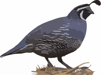 California Quail clipart