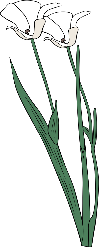 Calochortus apiculatus clipart