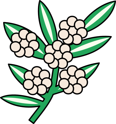 Calophyllum flowers clipart