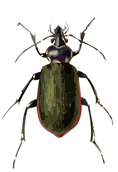 Calosoma scrutator clipart