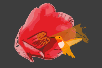 Camellia-hummingbird clipart