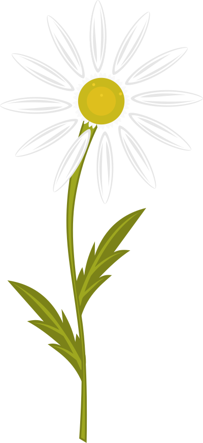 Camomile clipart
