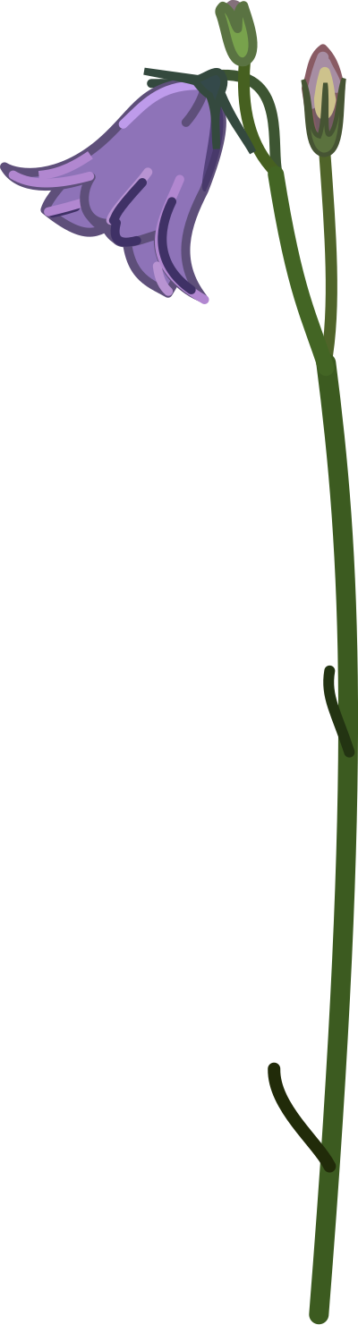 Campanula clipart